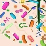 thumbnail for publication: Microbiome